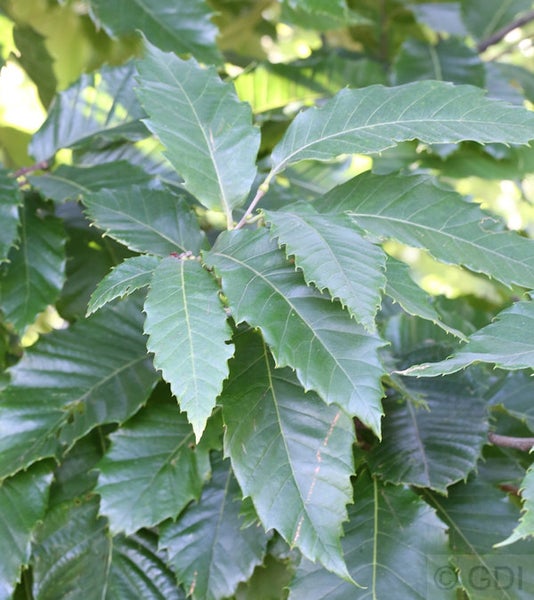 Blätter eines Baumes