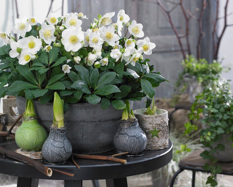 3x 6er-Pack Helleborus 'Christmas Carol' - Winterblüher - Pflegeleicht - ⌀9 cm - ↕15-20 cm