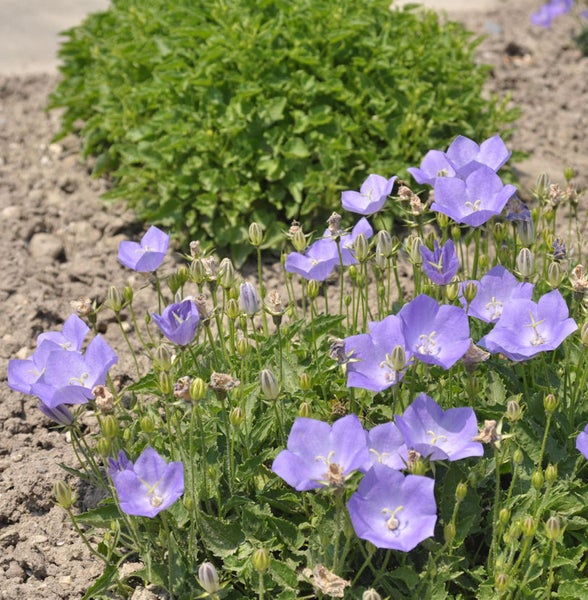 Glockenblumen im Gartenbeet