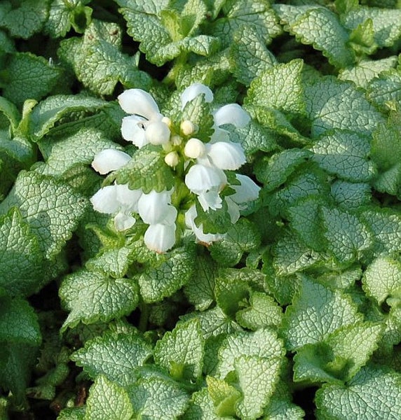 Nahaufnahme von Weißer Taubnessel mit weißen Blüten und grünen Blättern.