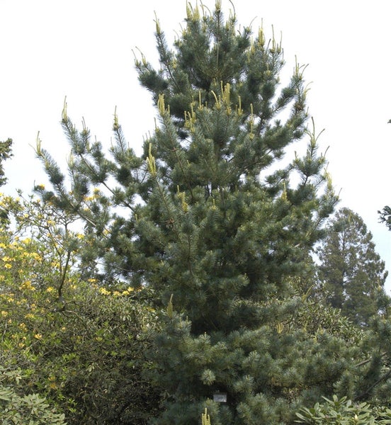 Kiefer mit Nadeln und Blütenständen