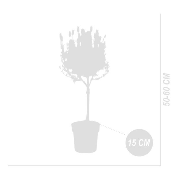 Strandkorb mit Markise, Bullaugen und ausziehbaren Fußstützen