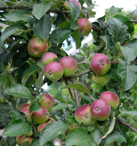 Apfelbaum mit reifen Äpfeln an den Ästen.