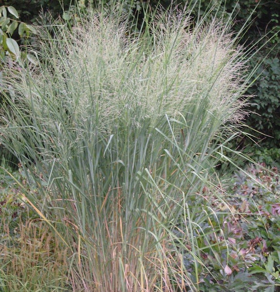 Dekorative Pflanze mit langen Halmen und filigranen Blütenständen.