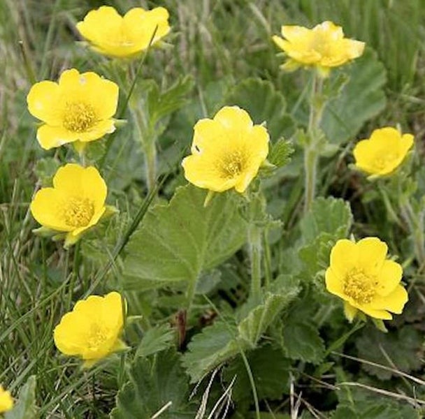Gelbe Blutwurz Pflanzen im Garten.