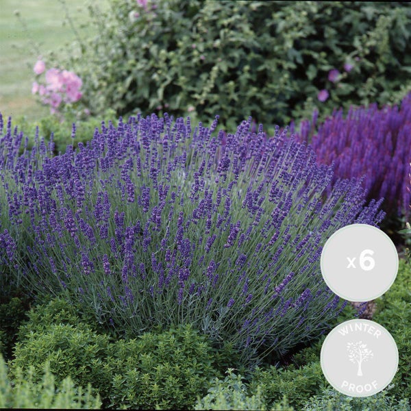 Bloomique - 6er-Set - Lavandula Angustifolia - Lavendelpflanze - Gartenpflanzen - Winterhart - 15-20 cm Hoch - Topf 10,5 cm
