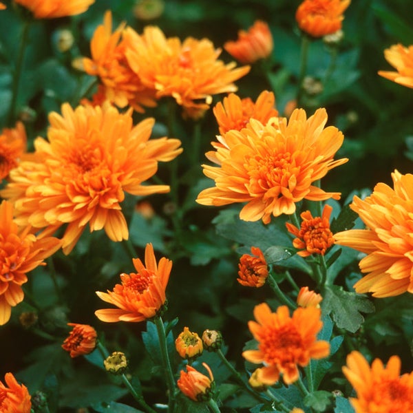 Nahaufnahme von orangefarbenen Chrysanthemen im Gartenbeet.