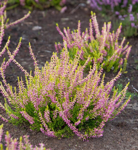 Besenheide mit violetten Blüten im Gartenbeet