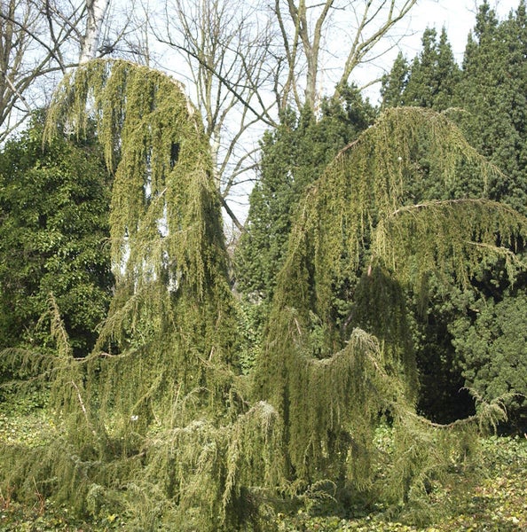 Hängezypresse im Garten