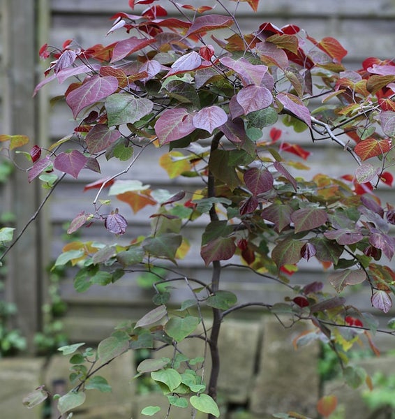 Junger Judasbaum mit mehrfarbigen Blättern im Garten.