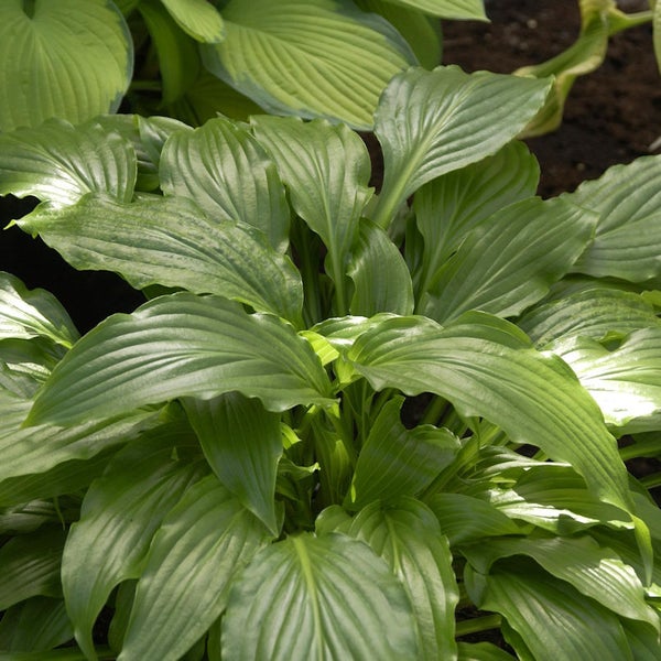 Funkienpflanze mit großen, dekorativen Blättern