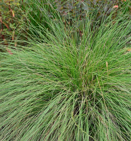 Büschelgras im Garten