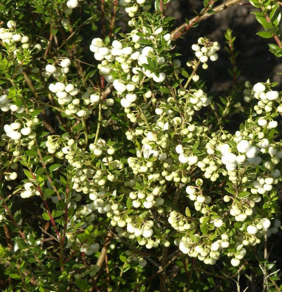 Pernettya Strauch mit weißen Beeren und grünen Blättern