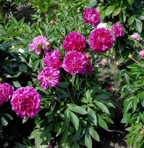 Pfingstrosen im Gartenbeet