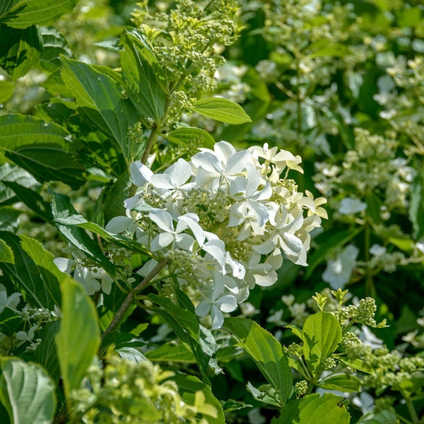 Rispenhortensie mit weißen Blüten und grünen Blättern