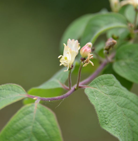 Nahaufnahme von Geißblattblüten und Blättern