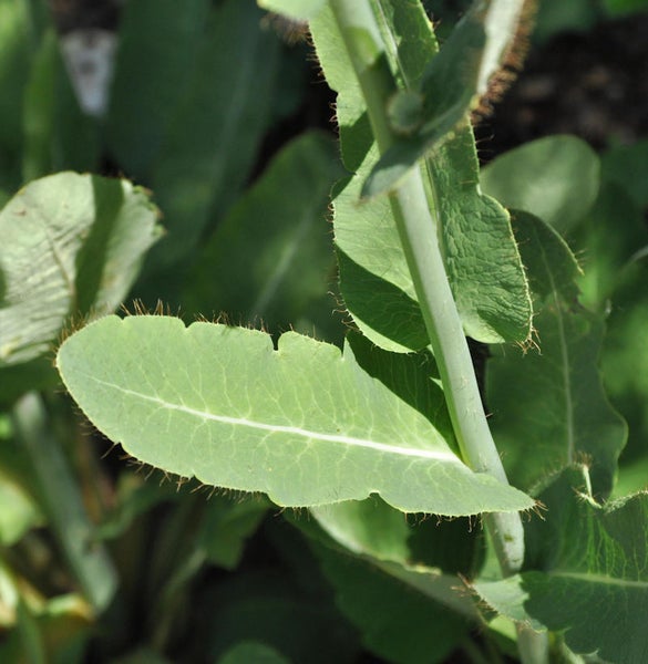 Nahaufnahme von Pflanzenblättern