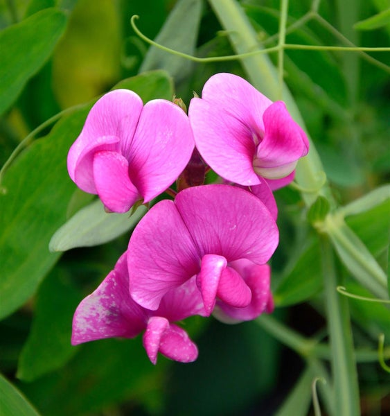 Nahaufnahme von rosa Edelwickenblüten mit grünen Blättern