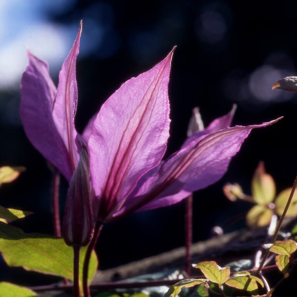 Bloomique - 2er-Set - Clematis Hagley Hybrid - Waldrebe - Rosa - Kletterpflanzen - Gartenpflanzen - Winterhart - Topf 15 cm - 70-80 cm hoch