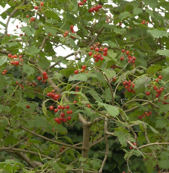 Detailaufnahme eines Gemeinen Schneeballs mit roten Beeren