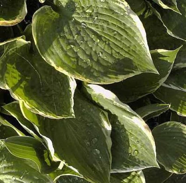 Funkienblätter mit Wassertropfen