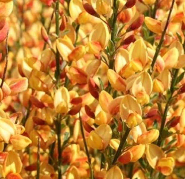 Ginsterbusch mit gelben Blüten