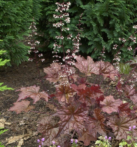 Purpurglöckchen Pflanze mit Blättern und Blüten im Garten