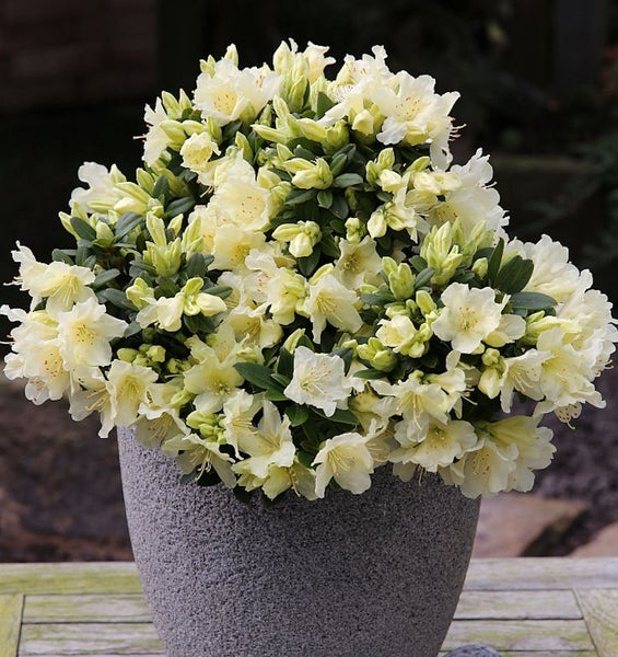 Rhododendronbusch mit hellen Blüten im Topf