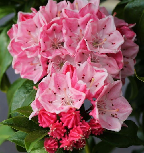 Nahaufnahme einer blassrosa blühenden Lorbeerrose