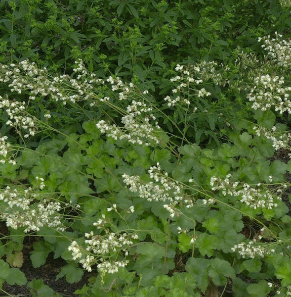 Elfenblume mit weißen Blüten und grünen Blättern