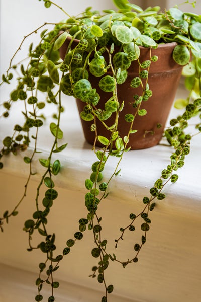 Bloomique - 3er-Set - Callisia Repens - Schildkrötenpflanze - Geeignet als Tierfutter - Zimmerpflanzen - Tierfreundlich - 10-20 cm Hoch - Topf 12 cm
