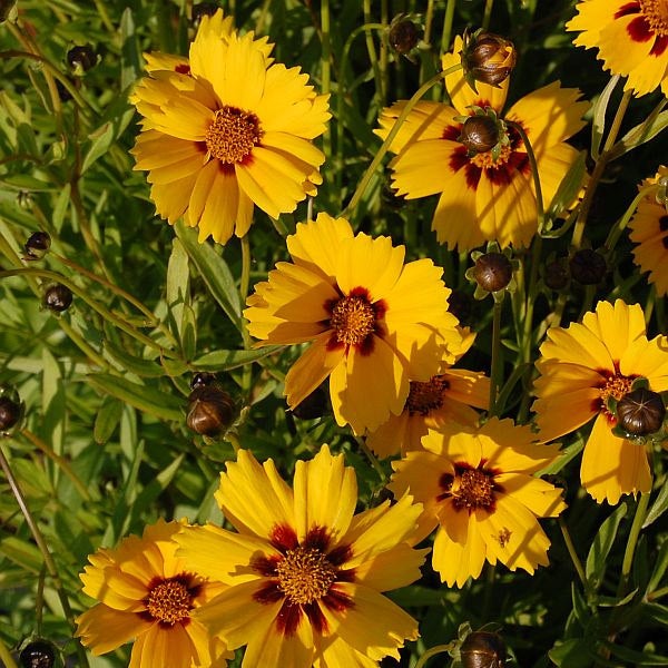 Gelbe Coreopsis-Blüten im Garten