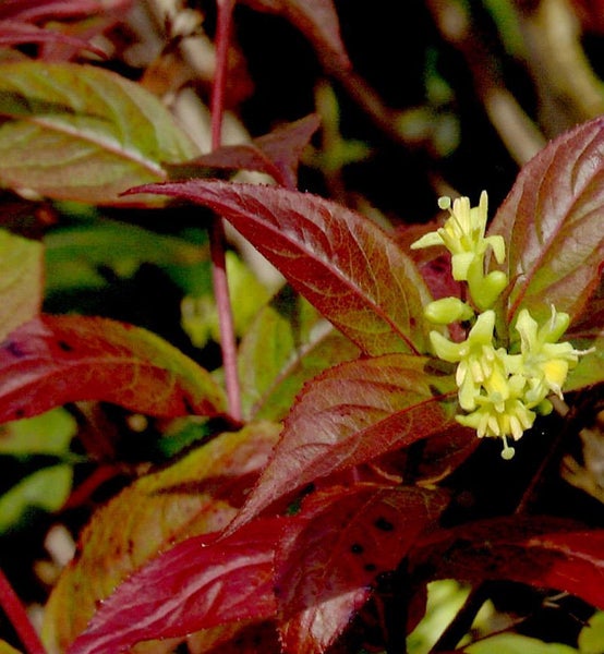 Nahaufnahme von rotblättrigem Strauch mit gelben Blüten