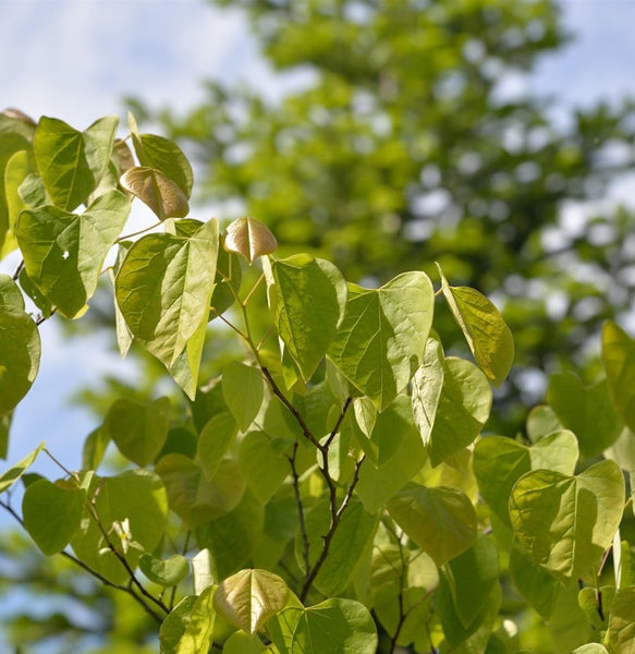Nahaufnahme eines Judasbaums mit grünen Blättern