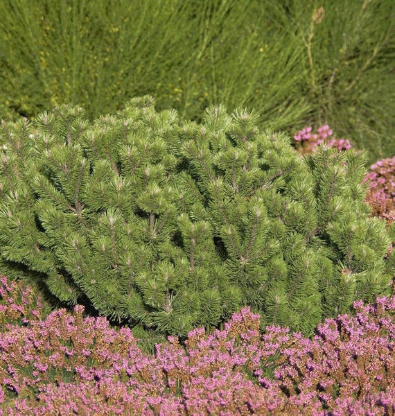 Nahaufnahme einer Latschenkiefer im Gartenbeet