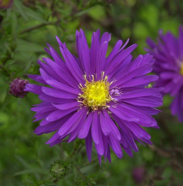 Nahaufnahme einer lila Asterblüte mit gelber Mitte.