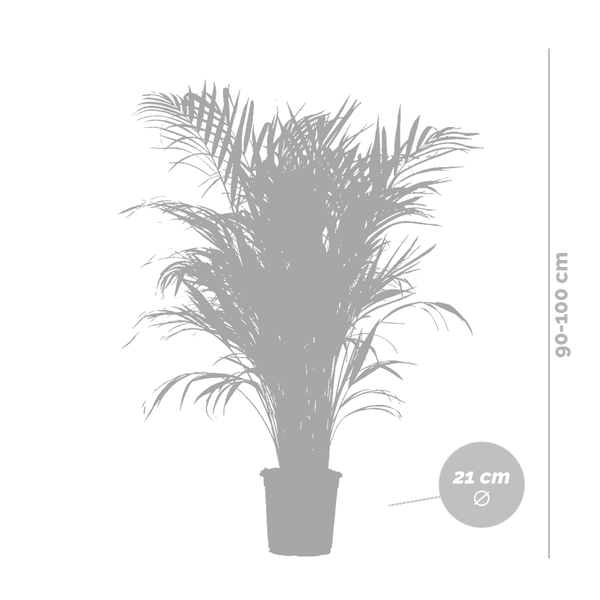 Bloomique - Dypsis Lutescens - Goldfruchtpalme - Areca Palme - Zimmerpflanzen - Pflegeleicht - Haustierfreundlich - Höhe 100-120 cm - Mit Jute Korb 21 cm