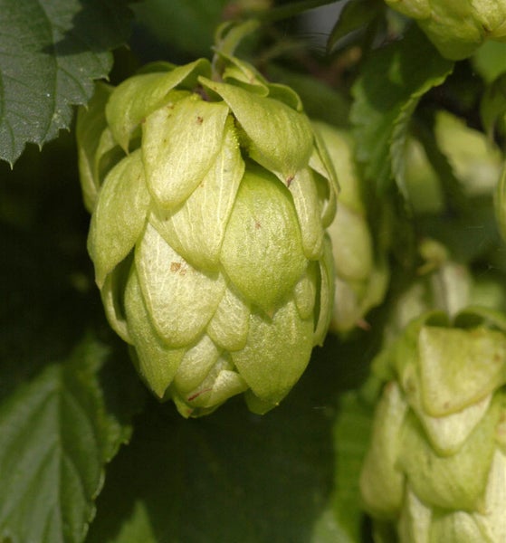 Nahaufnahme von Hopfenblüten