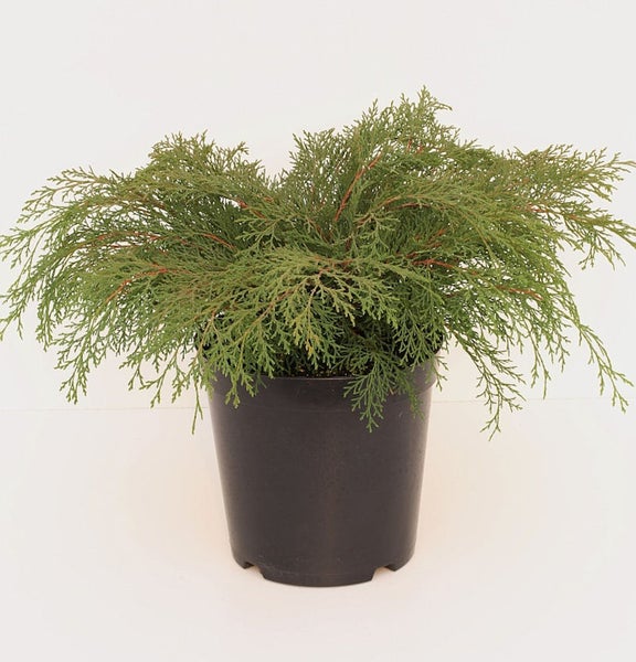 Wacholderpflanze im Topf