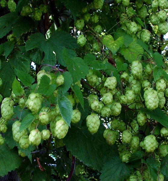 Nahaufnahme von Hopfenpflanze mit grünen Blättern und Hopfenzapfen