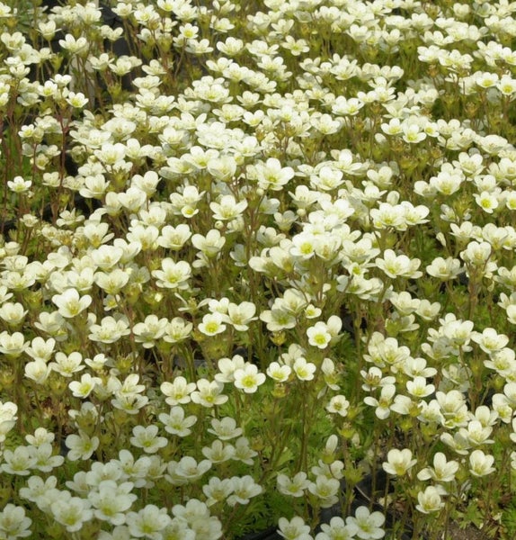 Teppich-Steinbrech mit weißen Blüten