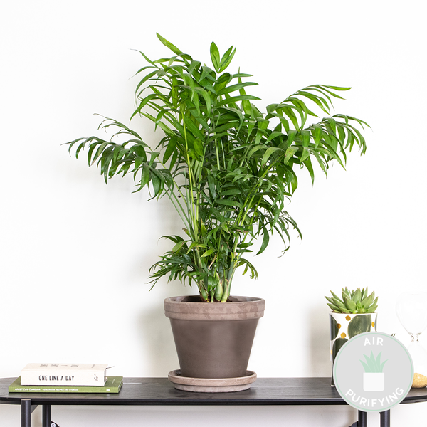 Bloomique - Chamaedorea Elegans - Bergpalme - Zimmerpflanzen - Luftreinigend - Tierfreundlich - Pflegeleicht - 60-80 cm Hoch - Topf 18 cm