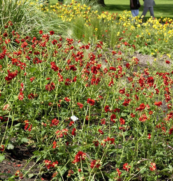 Beet mit roten Nelkenwurz Pflanzen
