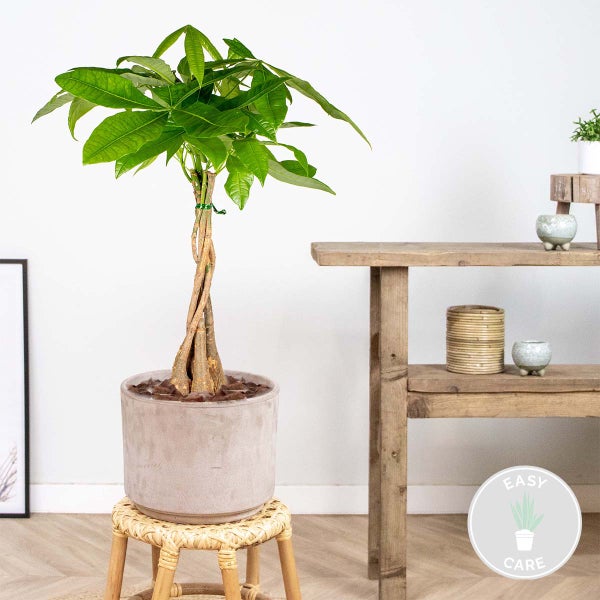 Bloomique - Pachira Aquatica - Glückskastanie - Zimmerpflanzen - Luftreinigend - Pflegeleicht - Höhe 50-60 cm - Topf 17 cm