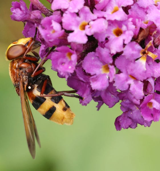 Hornissenschwebfliege an lila Blüte