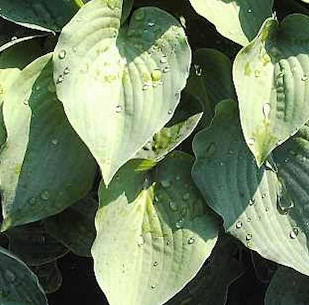 Funkienblätter mit Wassertropfen