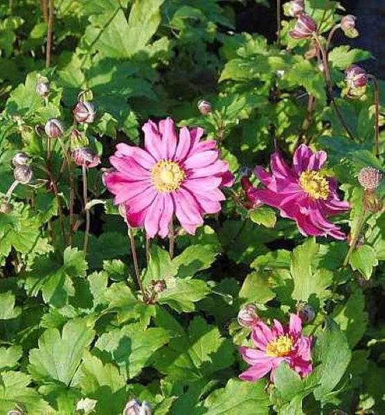 Nahaufnahme von rosa Herbst-Anemonen mit grünen Blättern