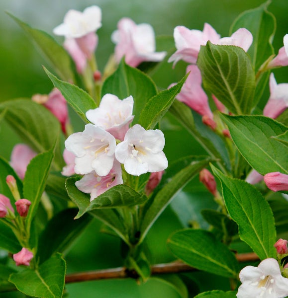 Nahaufnahme einer Weigelie mit Blüten und Blättern