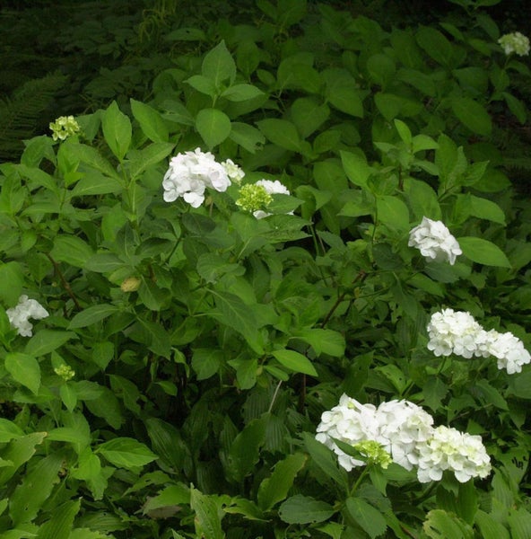 Hortensienbusch mit weißen Blüten und grünen Blättern