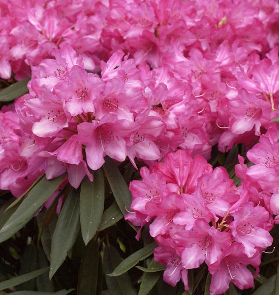 Nahaufnahme von Rhododendronblüten
